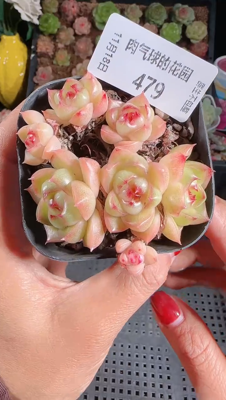  1118-479麦秆群生不包整