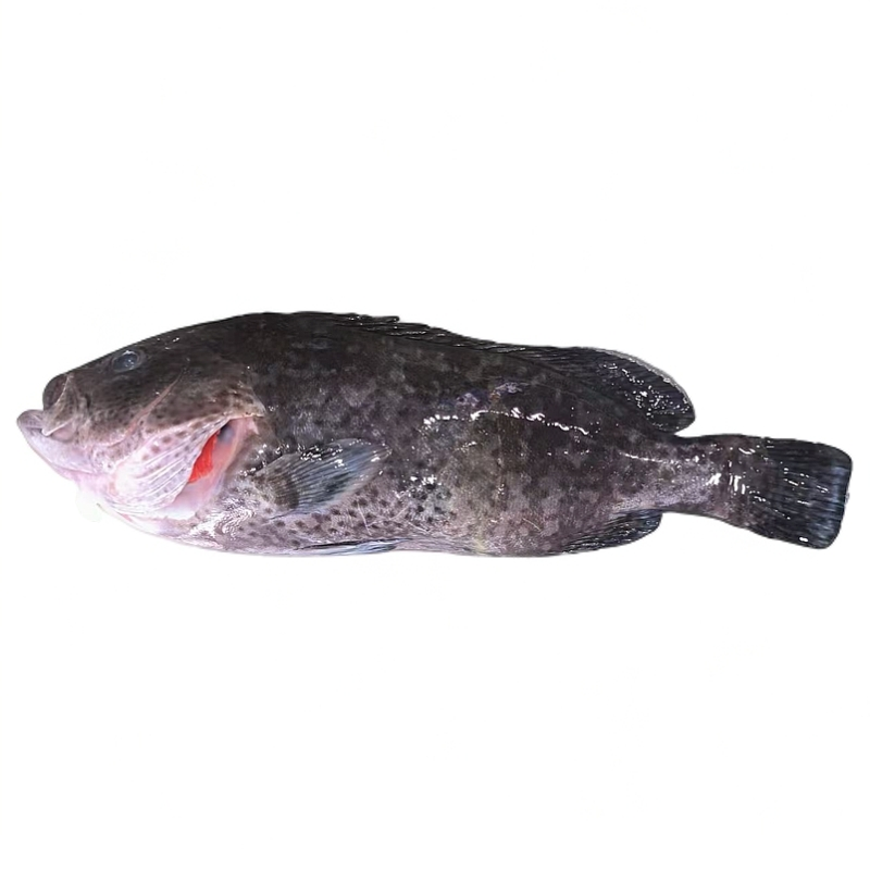 【瓜子斑】海产品海鱼石斑鱼瓜子斑福建省内可拍