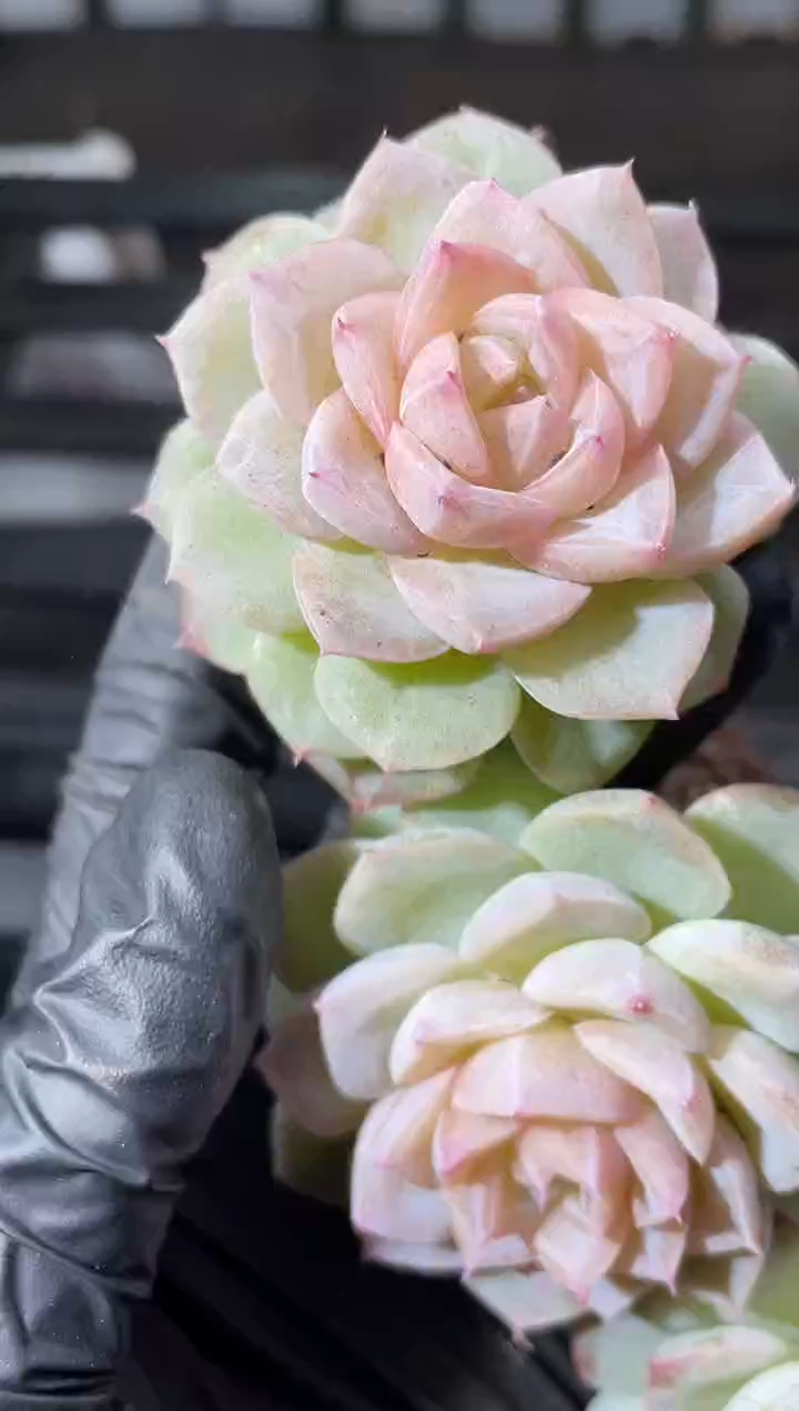 29-79 爱染明王3-4厘米量拍发一颗