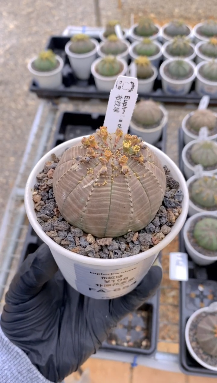 【闪购商品】布纹球FA-654