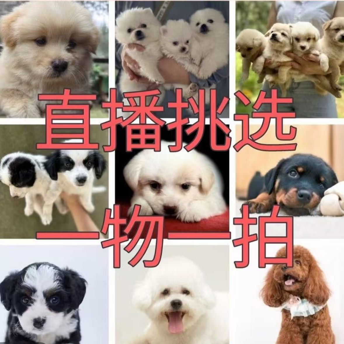可爱混血狗狗幼犬活体宠物狗可直播间挑选