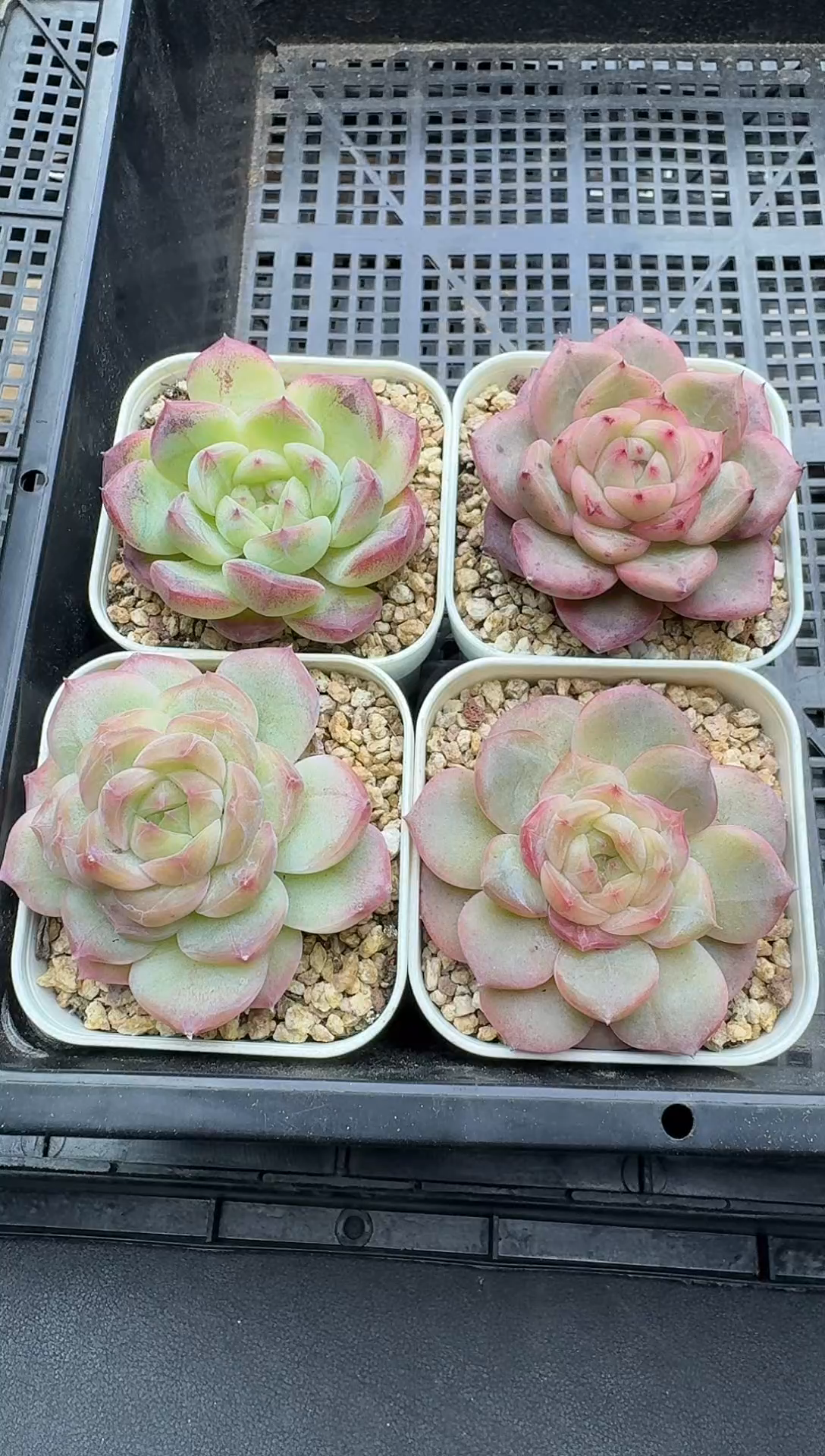 珍妮杂交多肉C794