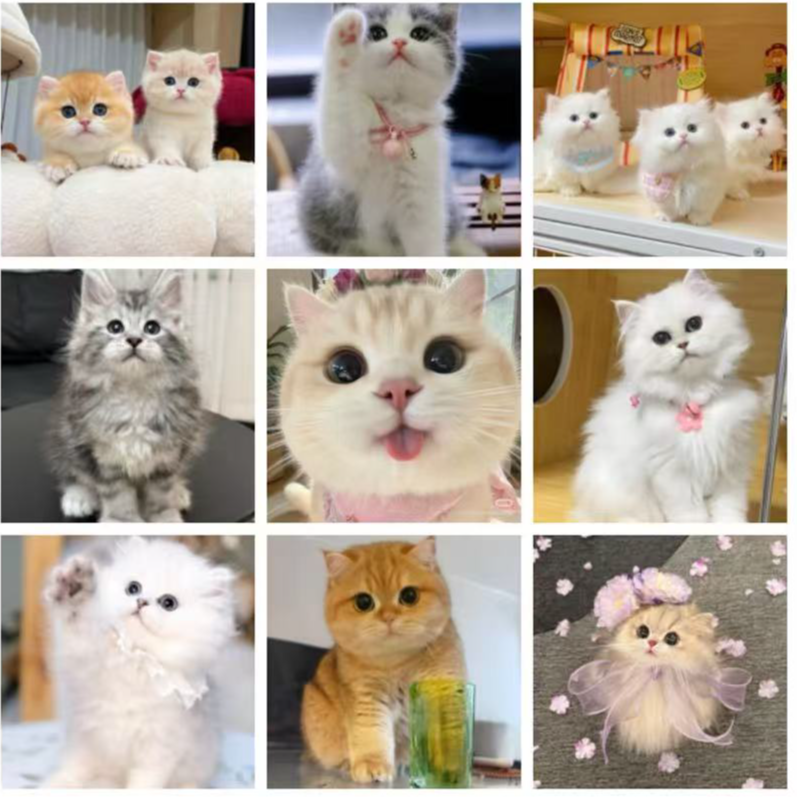 【小狗当家】宠物活体猫咪