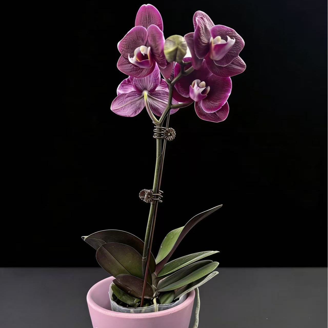 黑马花业（黑美人）3.0寸杯全花发货