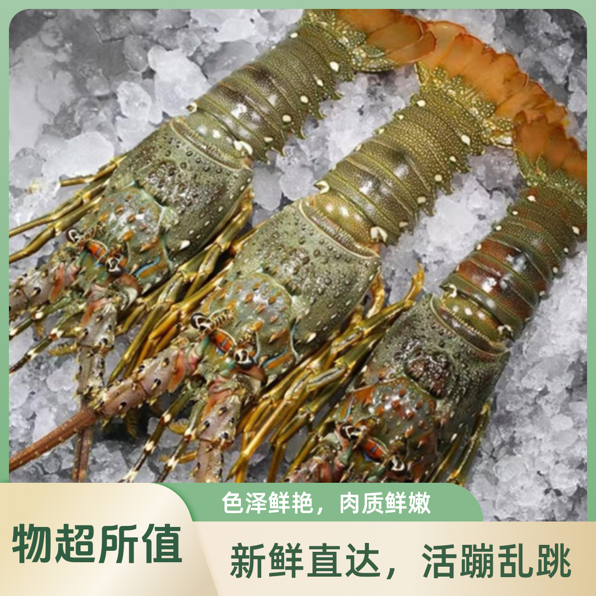 鲜活进口小青龙现货鲜活包到家