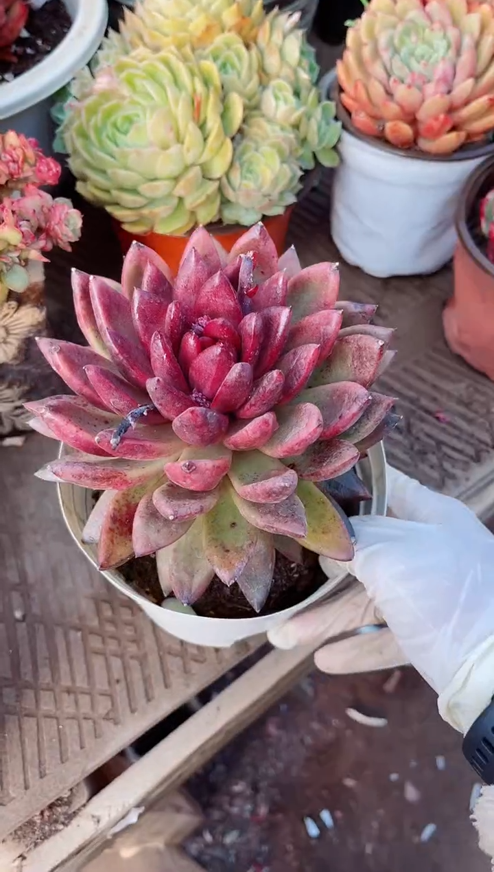 【闪购商品】21105