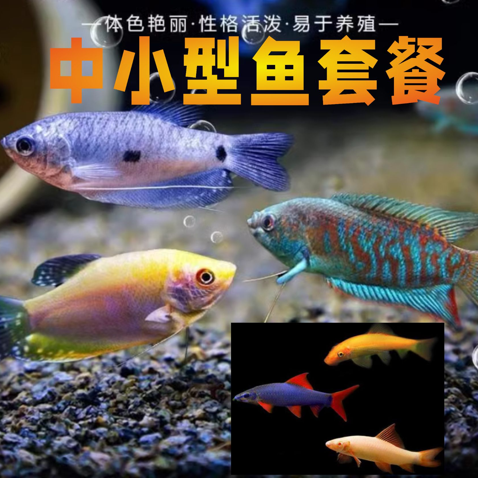 小型观赏鱼【溪流缸】新手组合套餐皮实耐活-曼龙+丽丽+彩缸鲨
