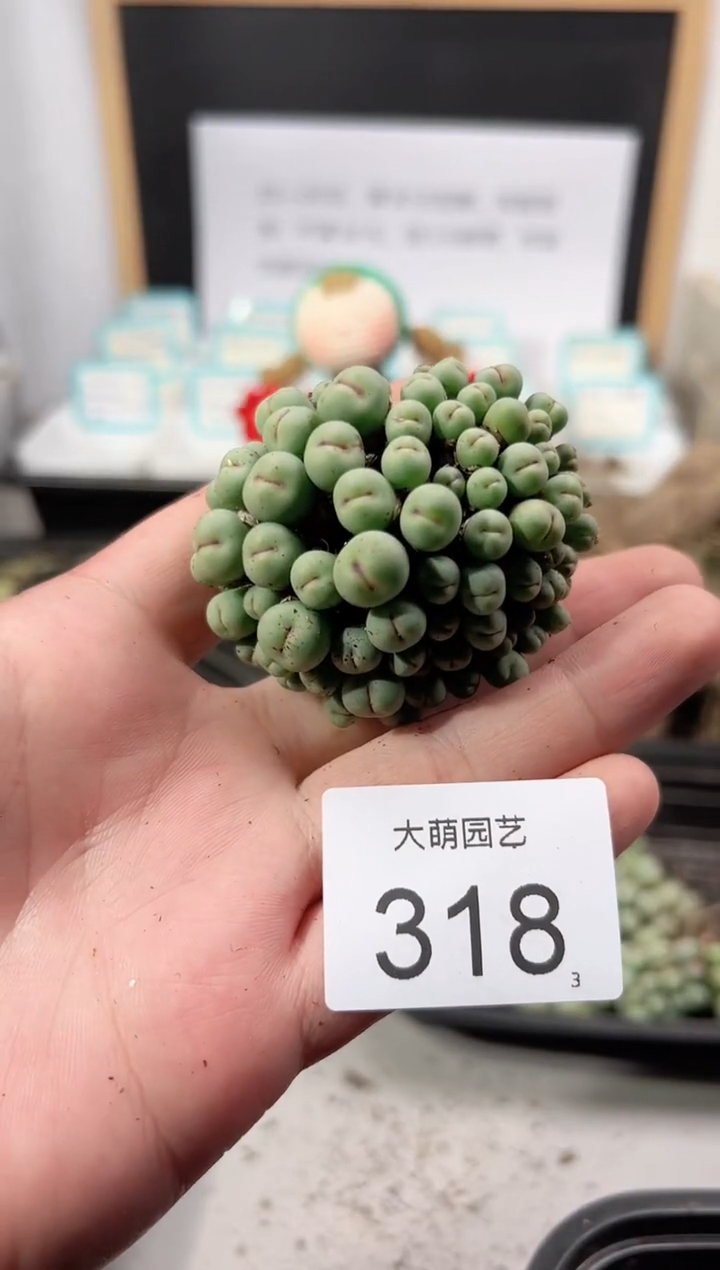 【闪购商品】++++318