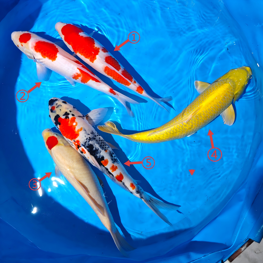 鲤物甄选  血统精品锦鲤 盆照编号自选 顺丰包邮到家 40-45CM