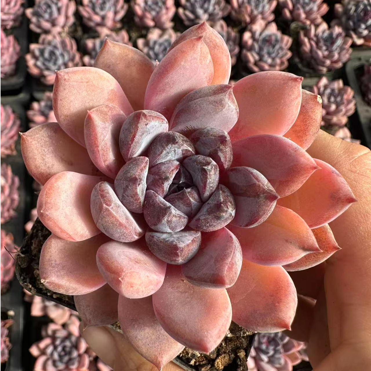 5#曼陀罗优秀版多肉植物 前男友精品多肉 ksm1566