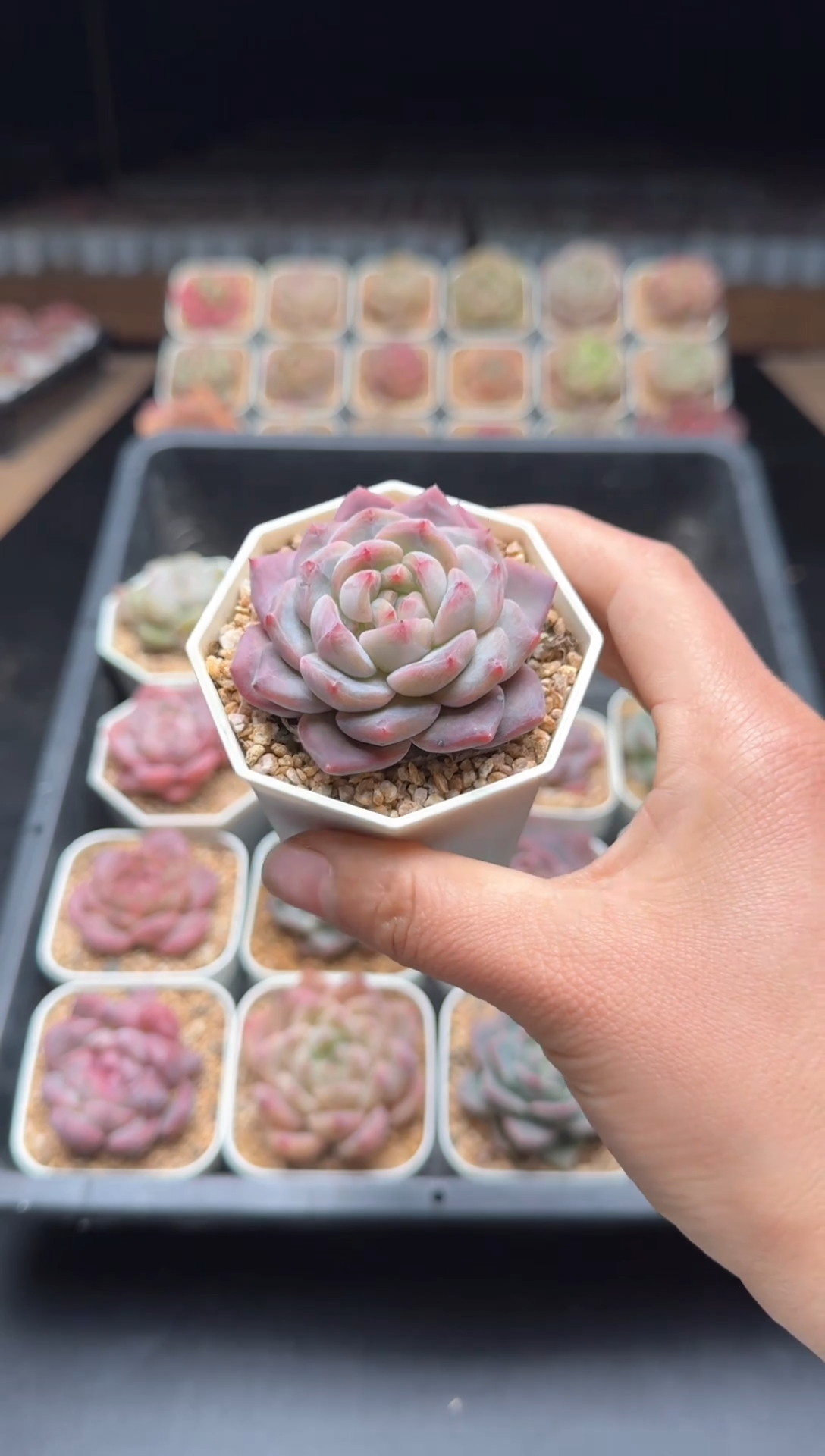 【闪购商品】888号一物一拍珍妮多肉花卉植物3颗起发