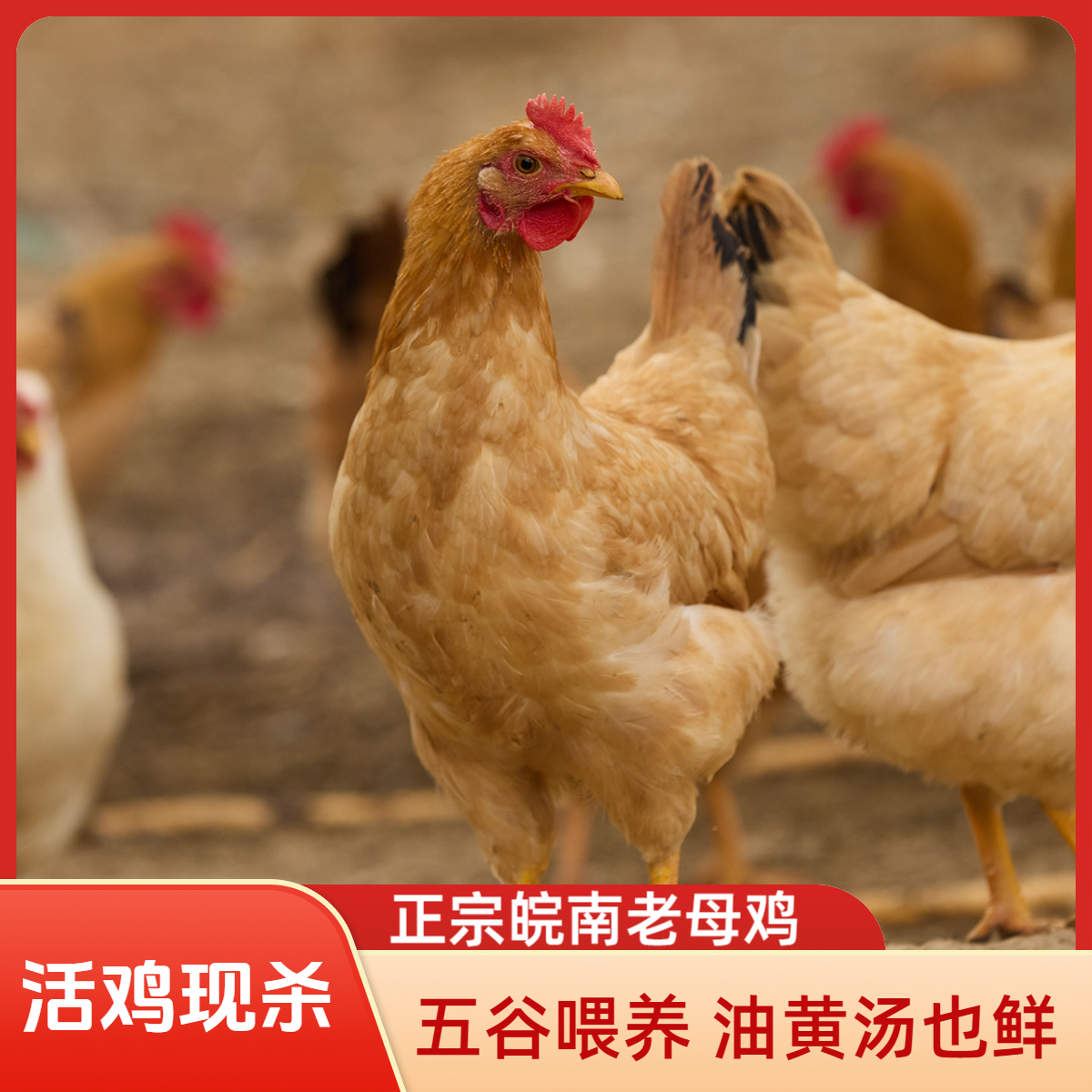 [活鸡现杀]正宗皖南黄油老母鸡散养走地鸡新鲜土鸡净重2.3斤左右