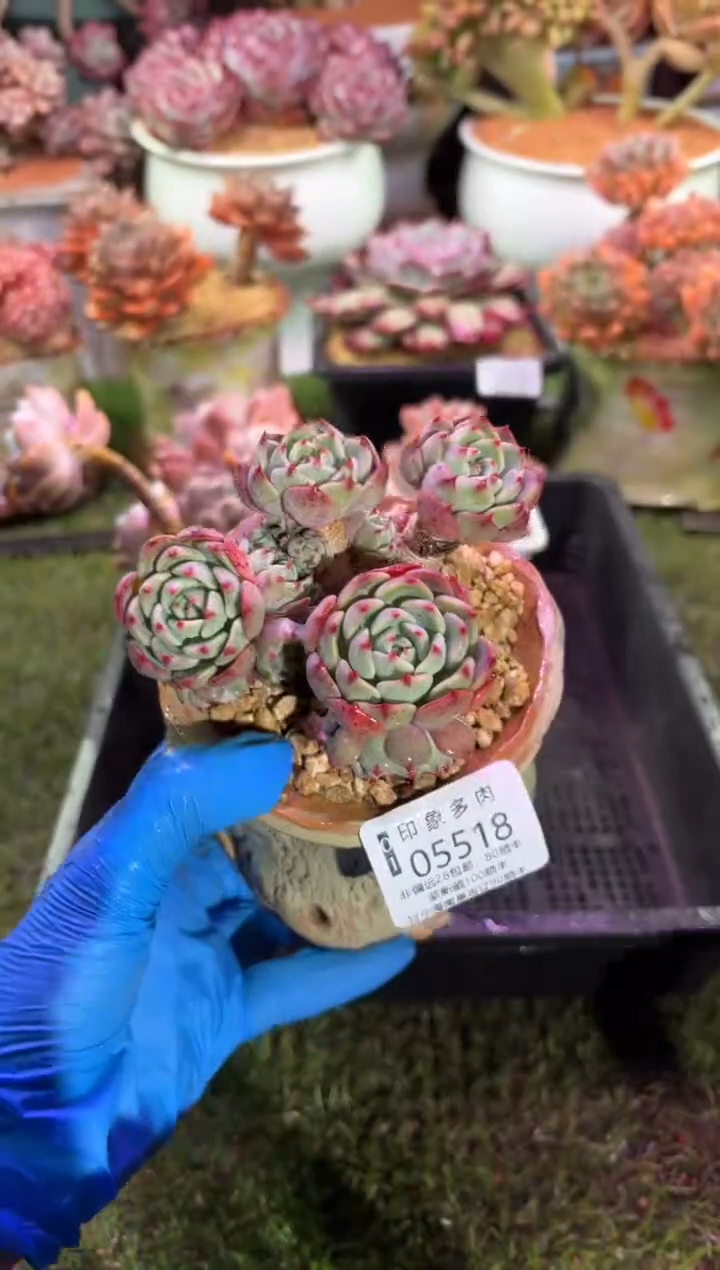 【闪购商品】05518