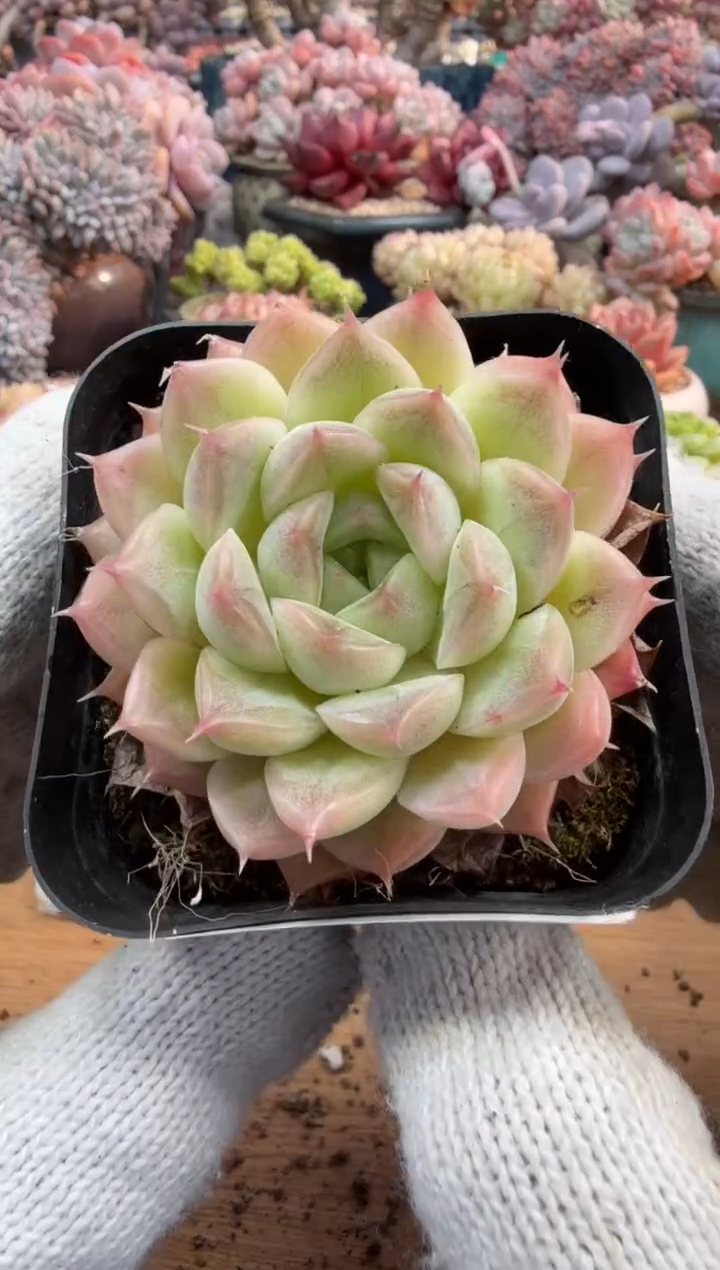 东云多肉园三号店-173