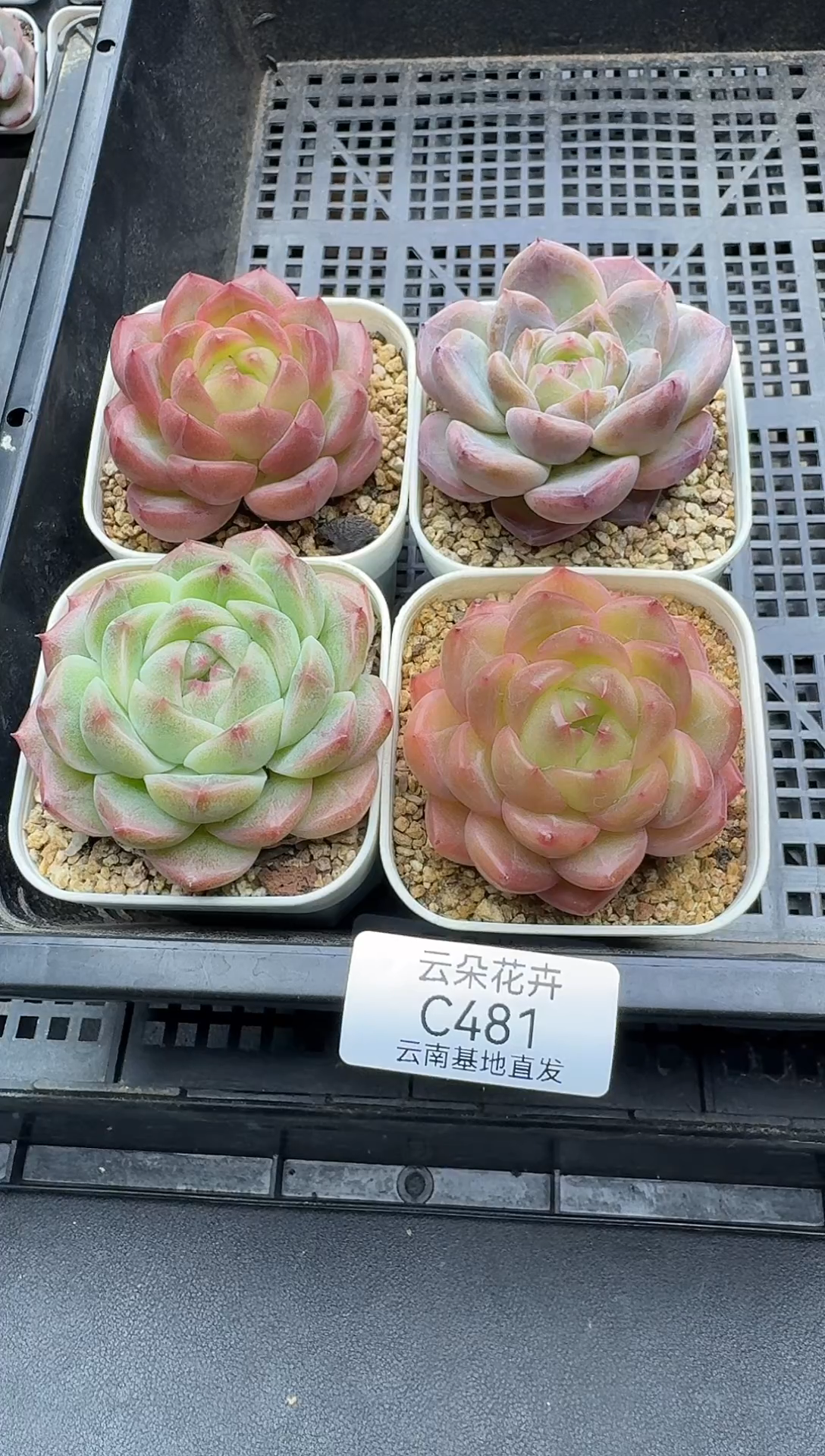 珍妮杂交多肉C481