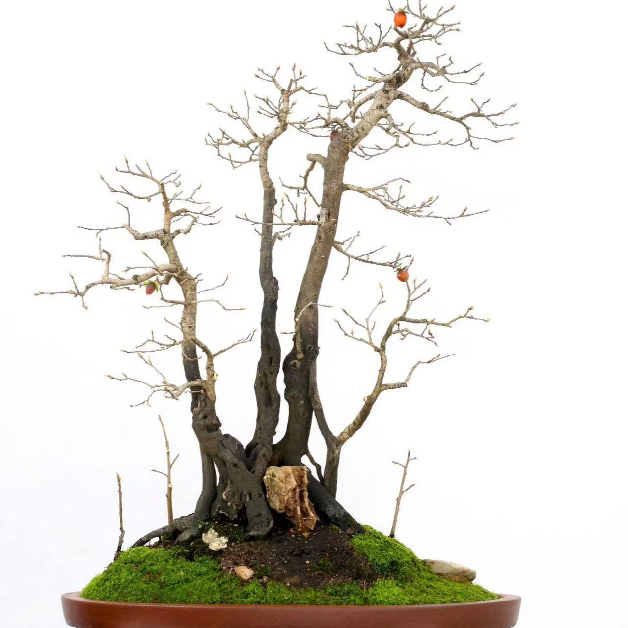 老鸦柿野柿子盆景素材一物一拍