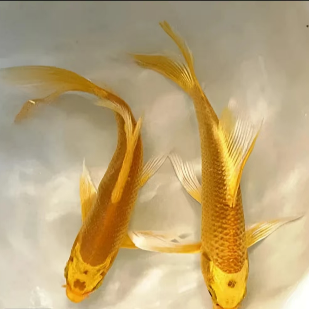 金鱼黄金锦鲤鱼招财风水鱼龙凤锦鲤好养耐活观赏鱼（按条）