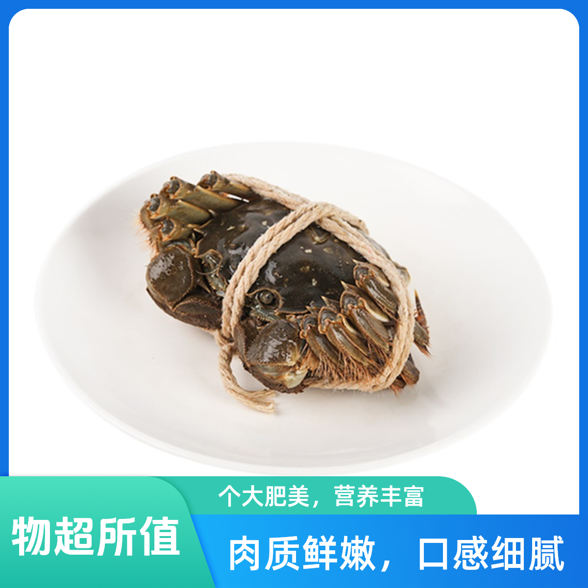 兴化大闸蟹2.1-2.4两 母 1只