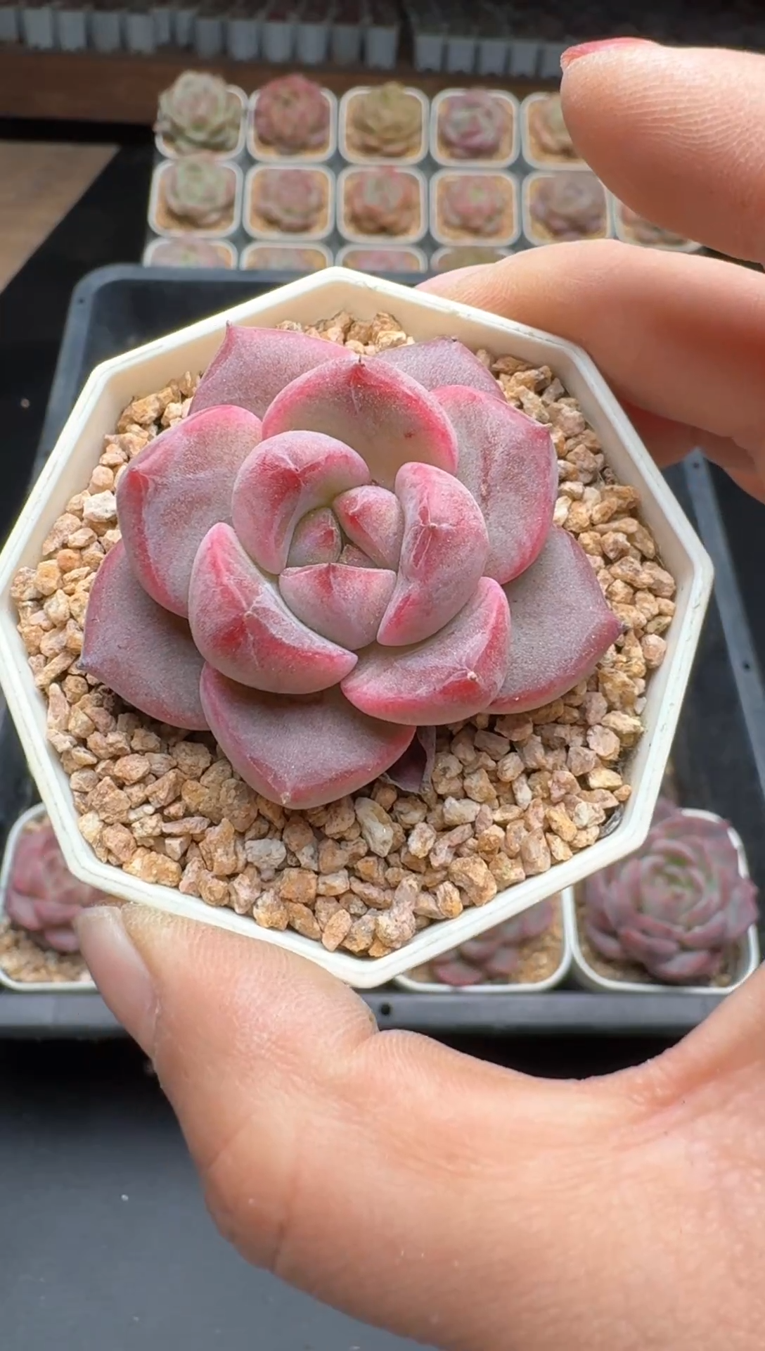 【闪购商品】684E号一物一拍多肉花卉植物3颗起发