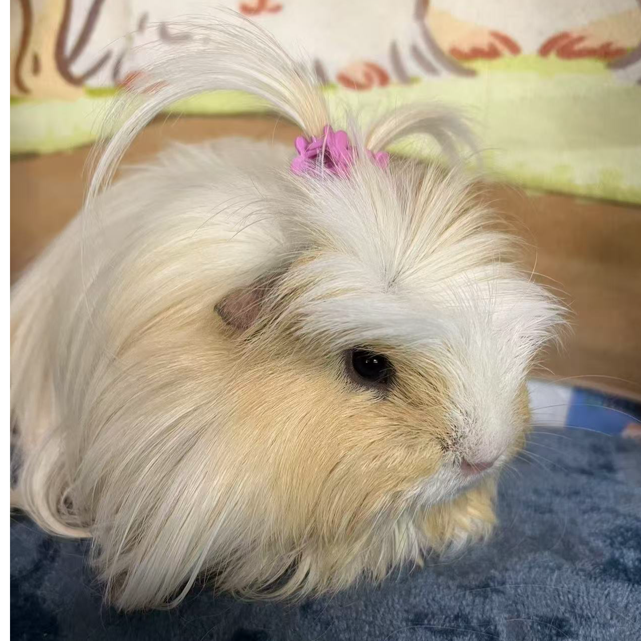 宠物荷兰猪豚鼠活体