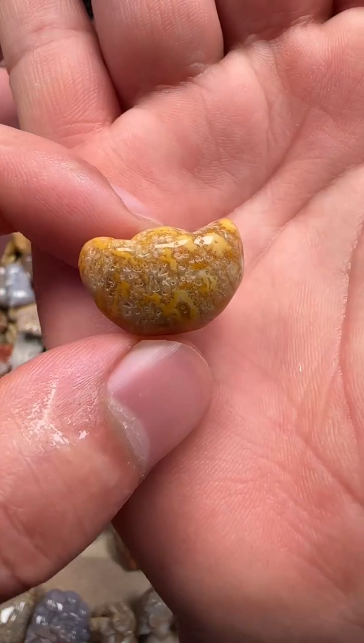 【闪购商品】硅化珊瑚（珊瑚玉）颈饰未镶嵌539