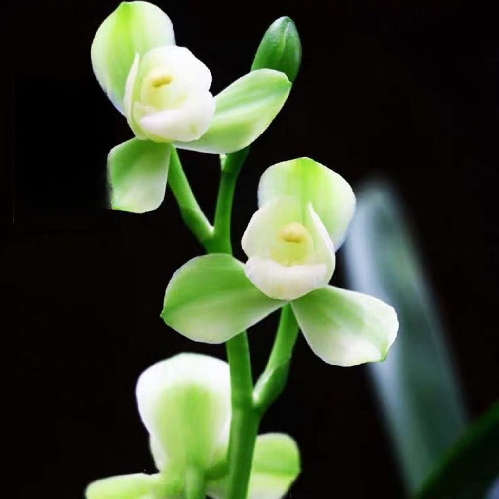 优品兰花【幽兰七仙女】带3-4支花剑 带花苞浓香型-免费保温发货