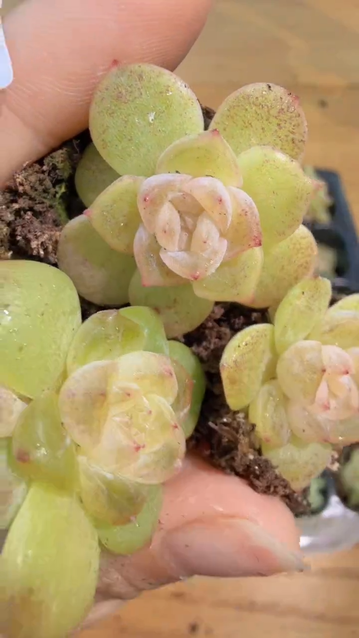 谪仙单双混 3颗量拍混发 满9.9包邮