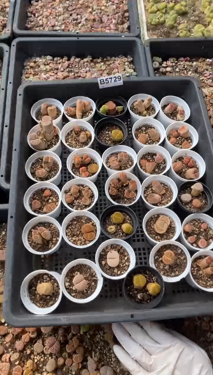 5729开播福利一物一拍