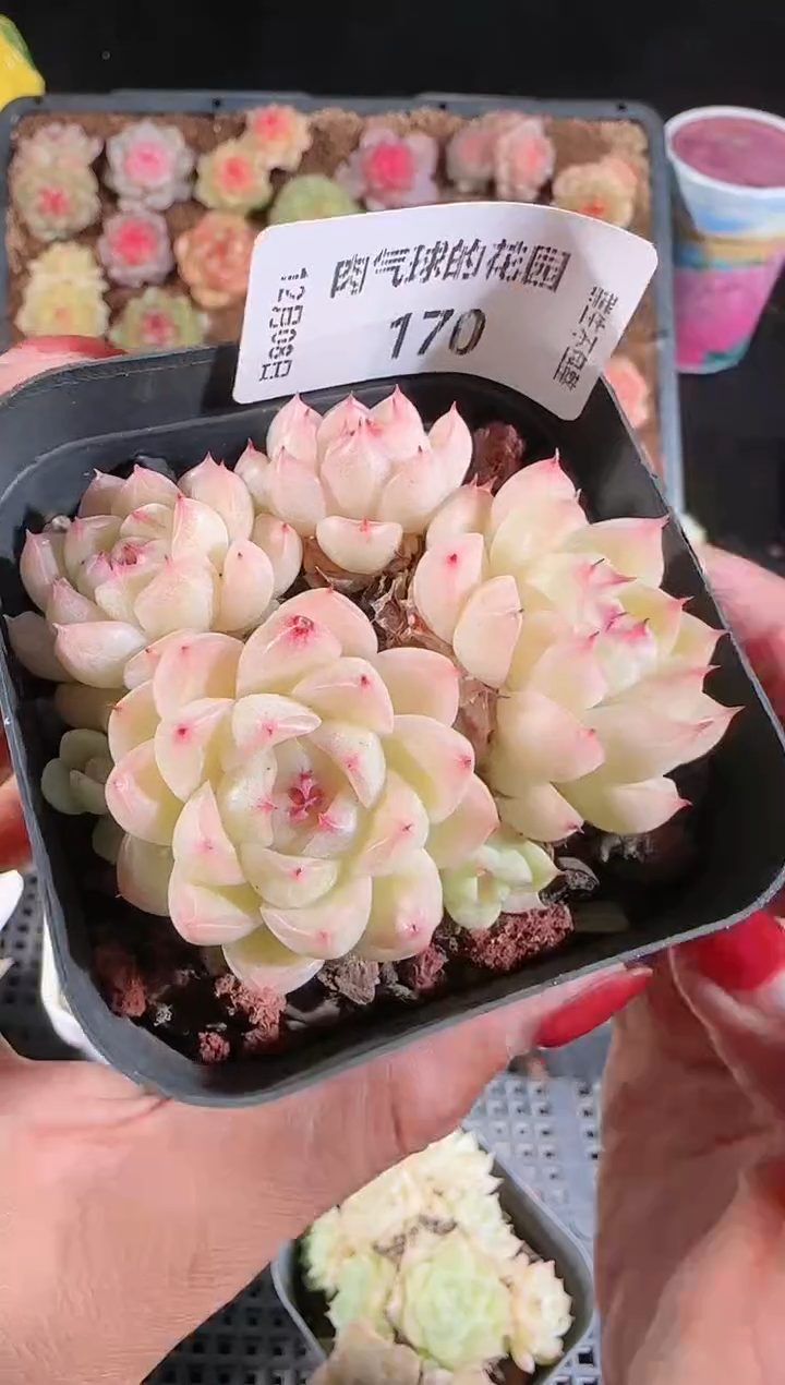 1208-170多肉群生不包整