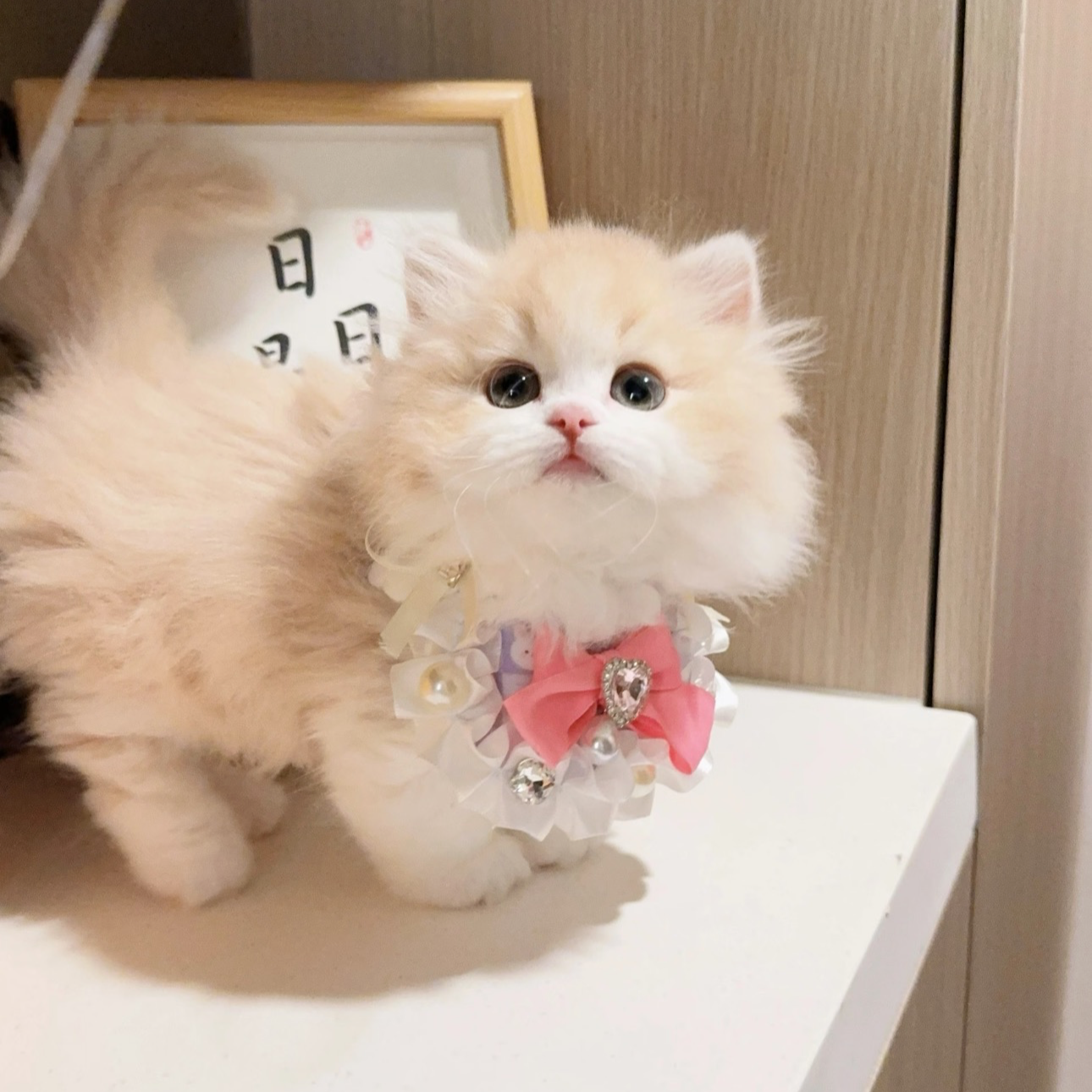 【喵酱猫舍】专属链接