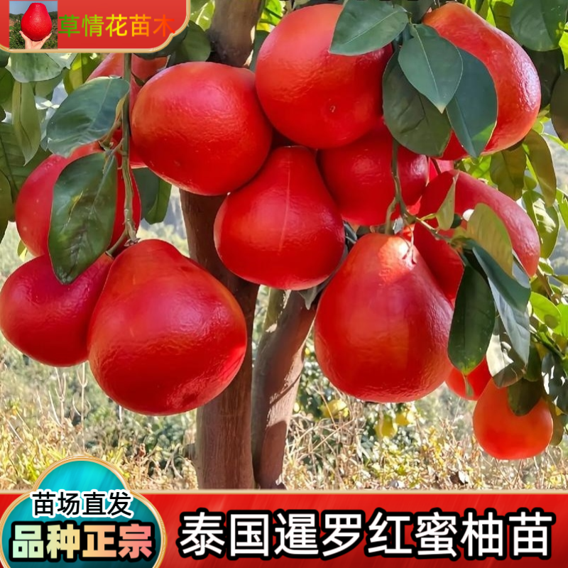 暹罗红柚子树苗泰国暹罗红柚子树苗盆栽地栽阳台庭院种植自带香气