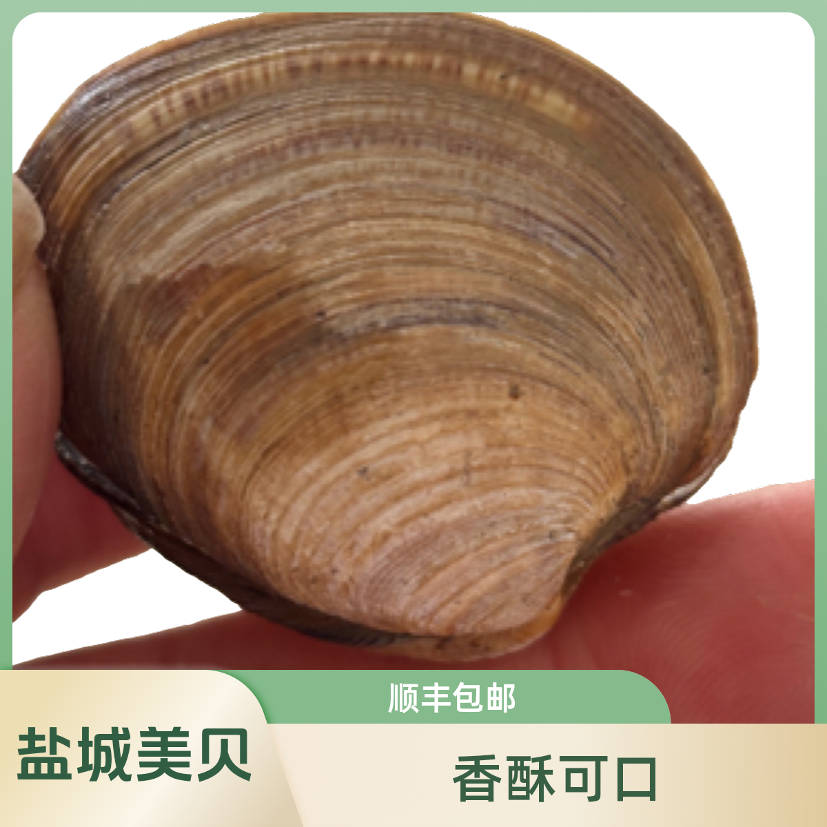 【顺丰包邮】盐城特产美贝1斤贝壳