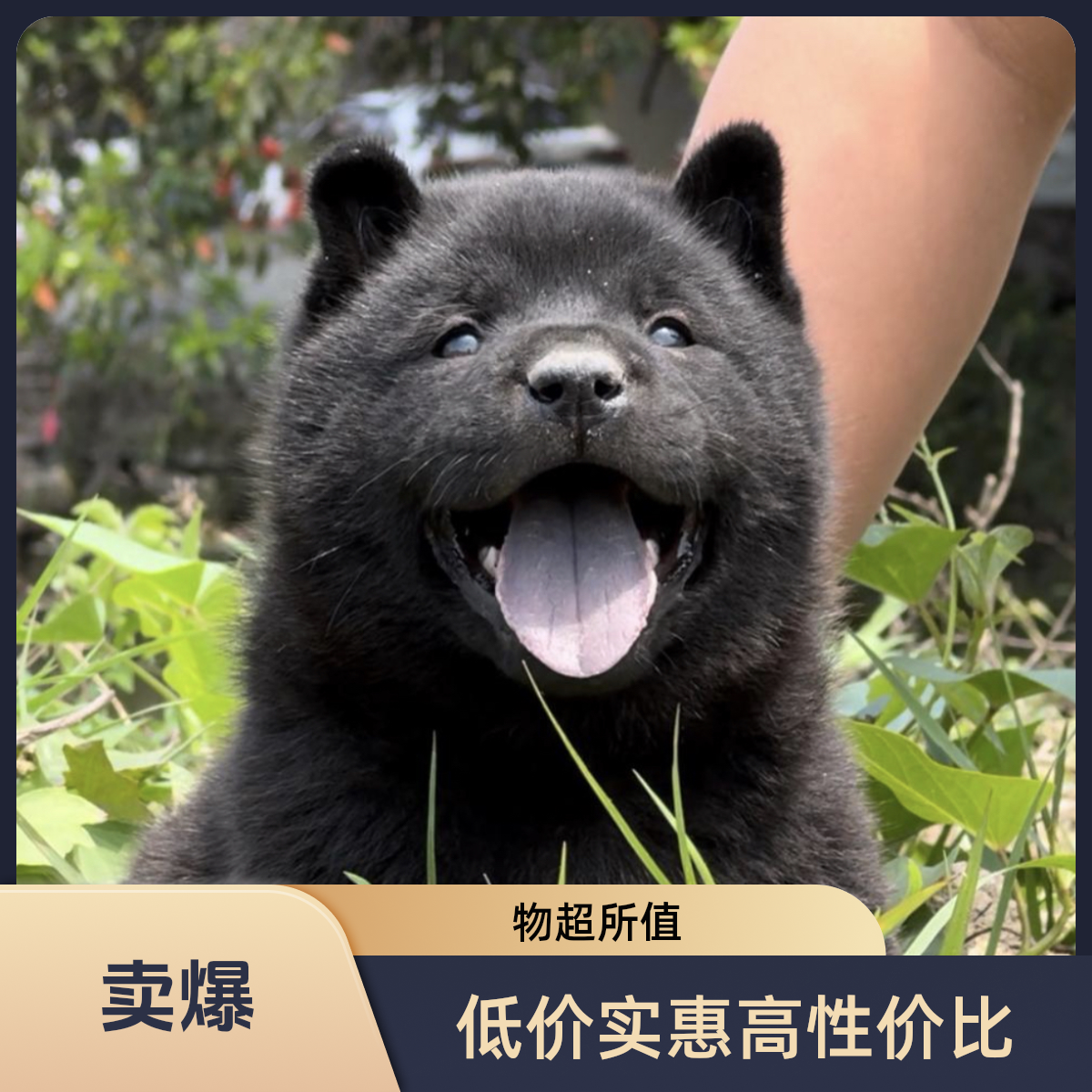 五黑犬幼犬中华田园犬虎头猫耳看家护院赶山狩猎短毛活体狗