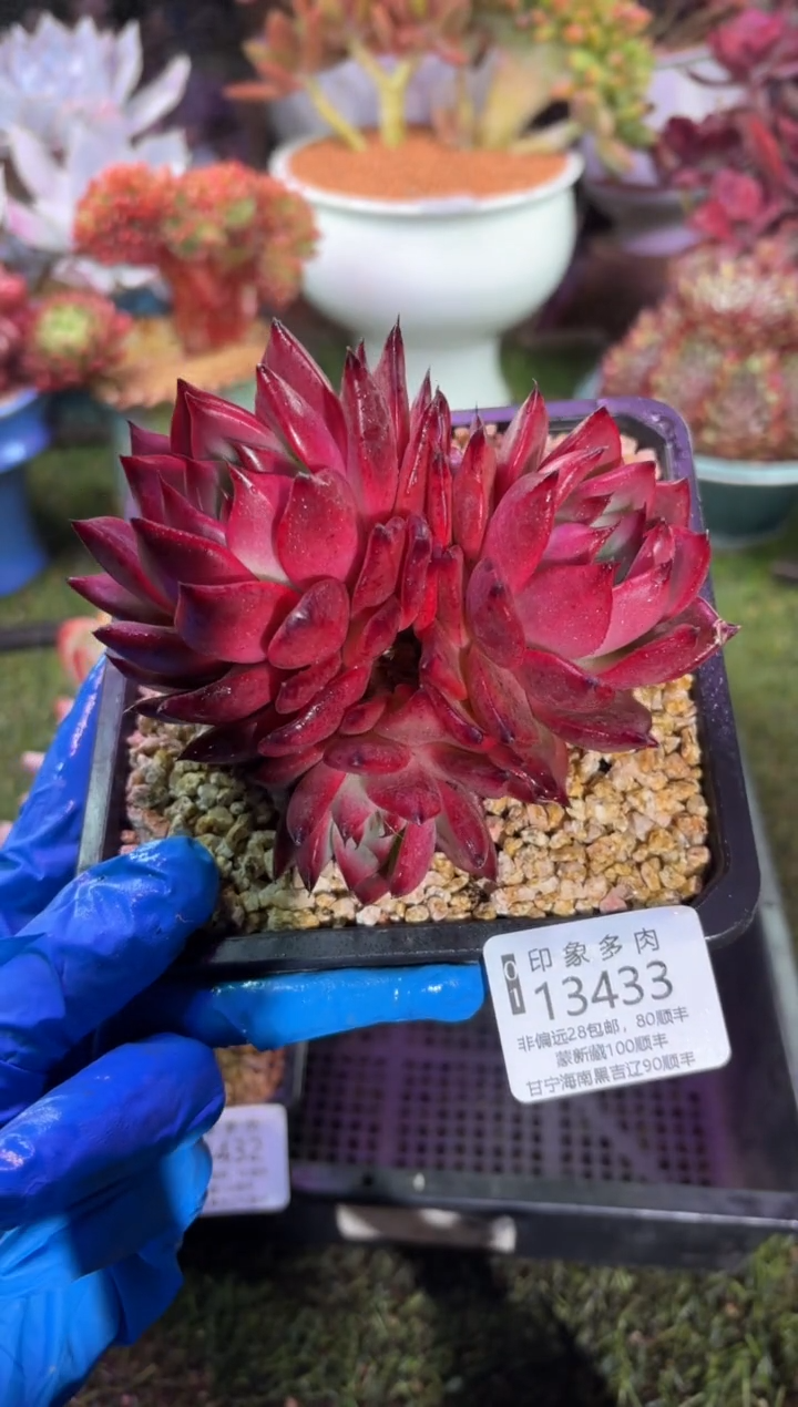 【闪购商品】13433