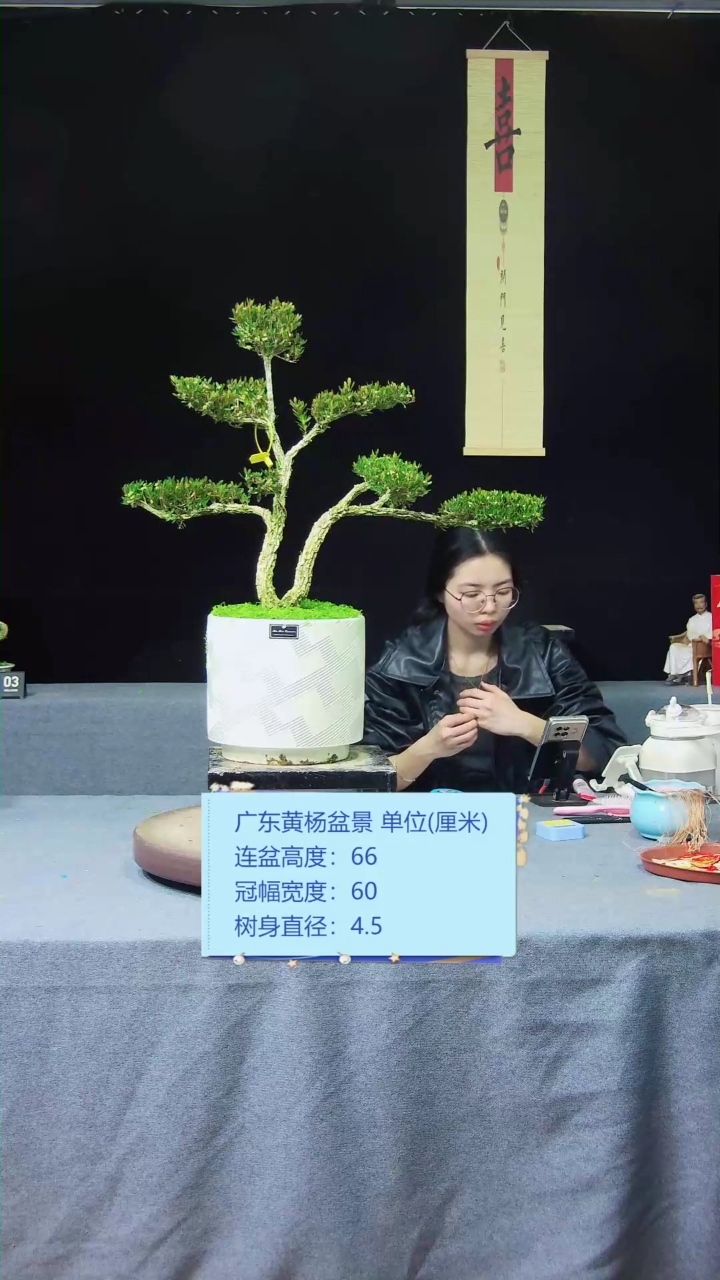 【闪购商品】黄杨盆景黄杨盆景