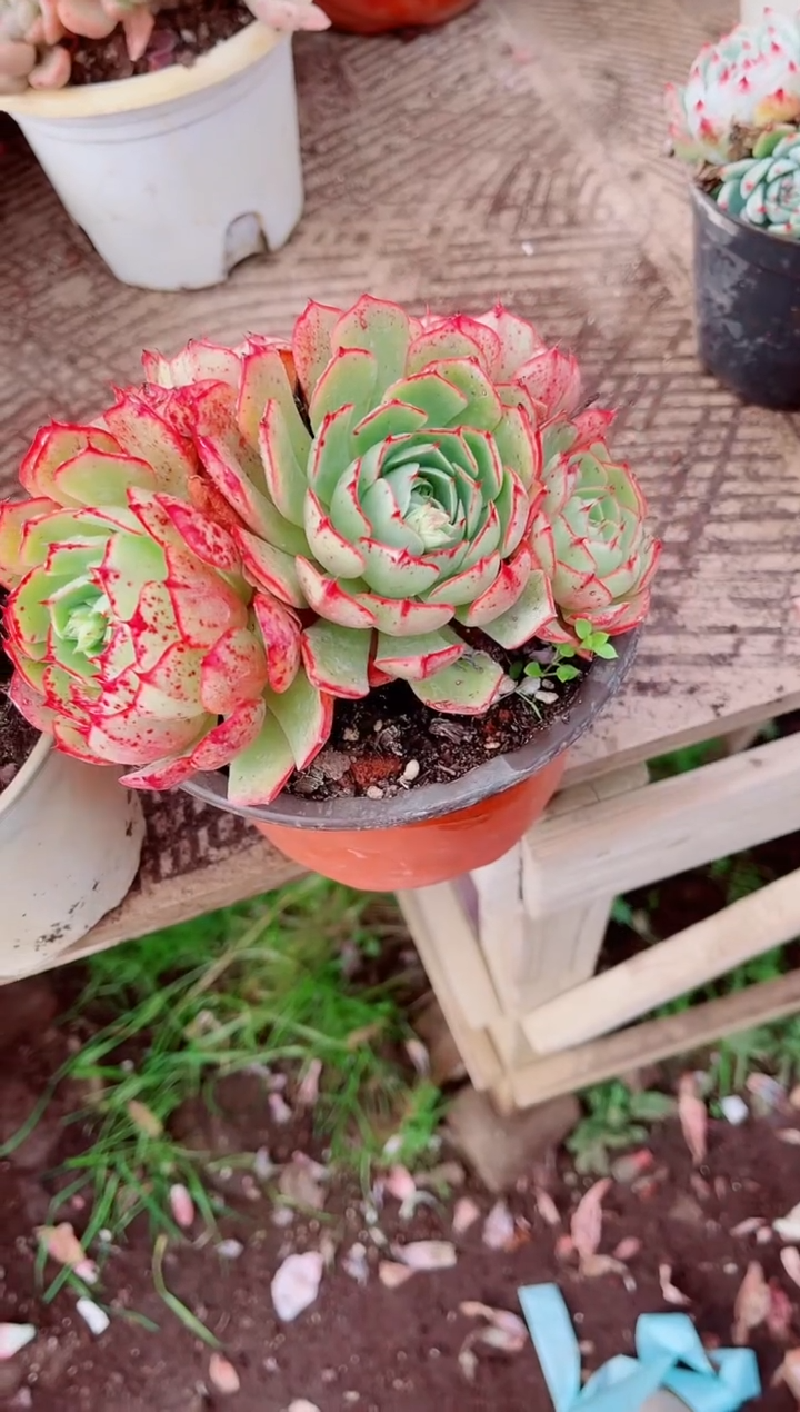 翡***?跃跃精品多肉24086