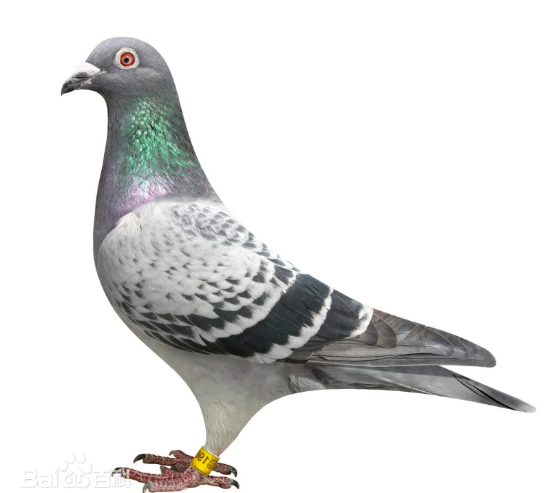 雨点信鸽 鸽粮 鸽窝