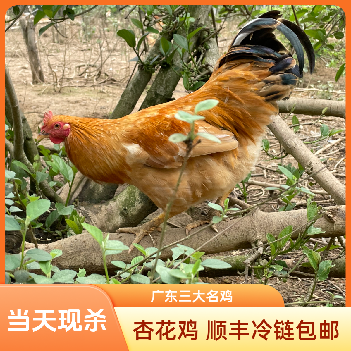 【扇鸡加鸡项】广东杏花鸡林间散养走地鸡 五谷杂粮喂养新鲜宰杀 