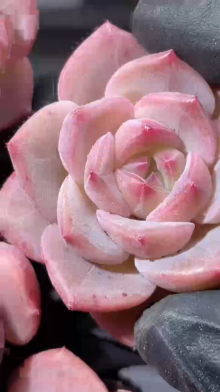 35-82 芬达2-3厘米量拍发一颗