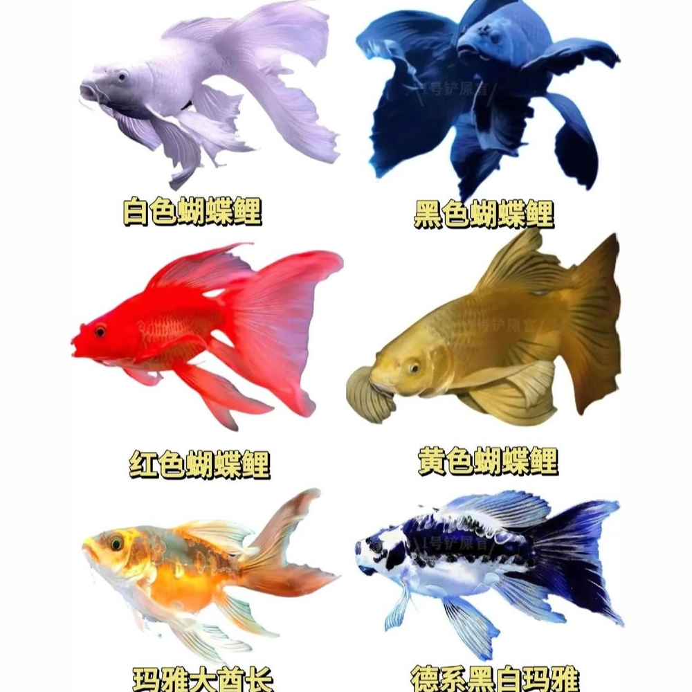 普身短身球体各色活体蝴蝶鲤冷水观赏鱼好养耐活