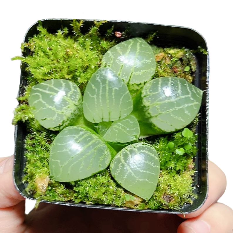 水晶康平101【满十八发货】原盆带土