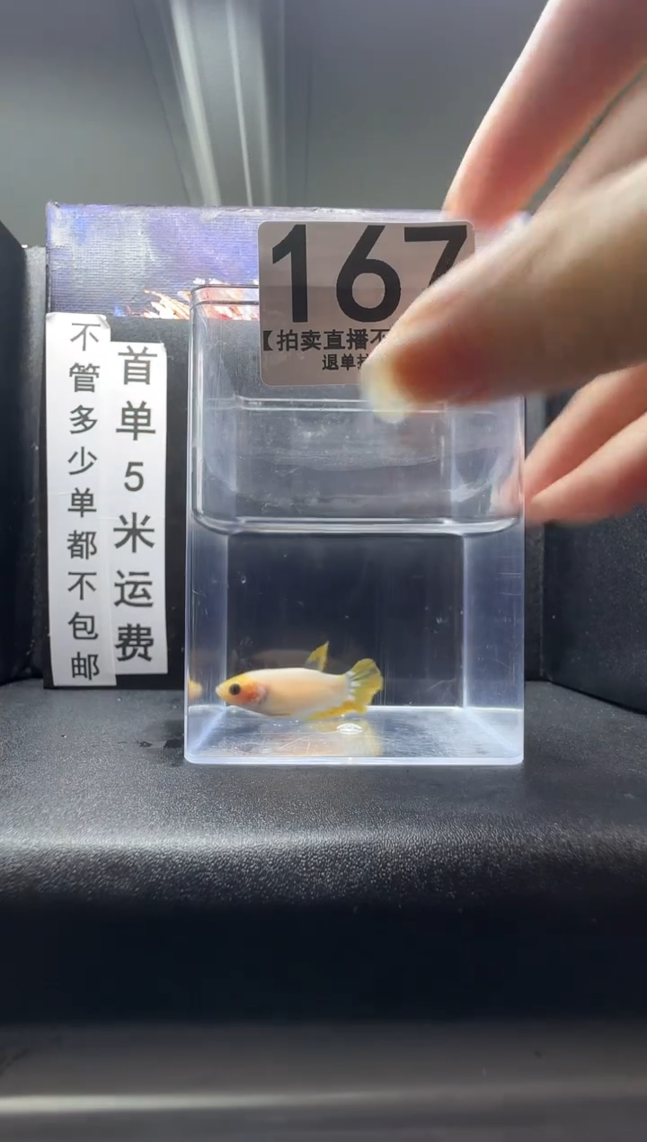 斗鱼母鱼编号：167