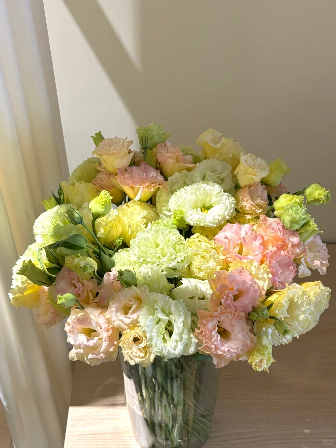 洋桔梗混三色鲜切花云南现采现发一单普通快递两单顺丰或京东