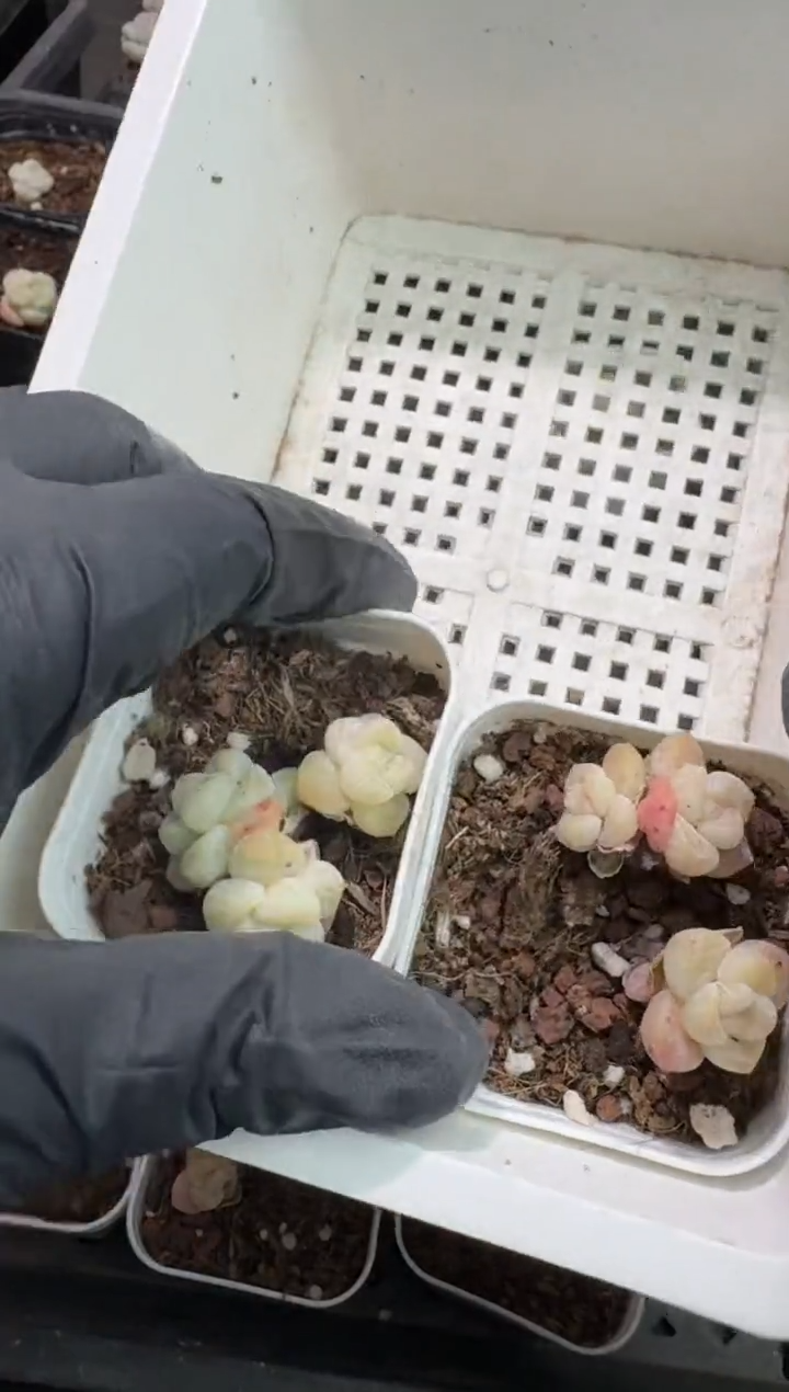 【闪购商品】21号到手一框-江北一物一拍