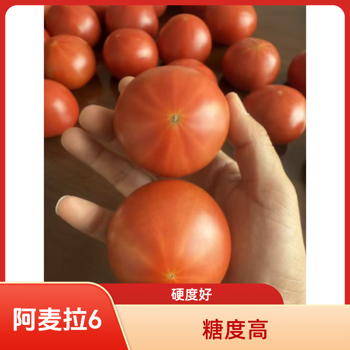 阿麦拉6号高糖番茄50颗