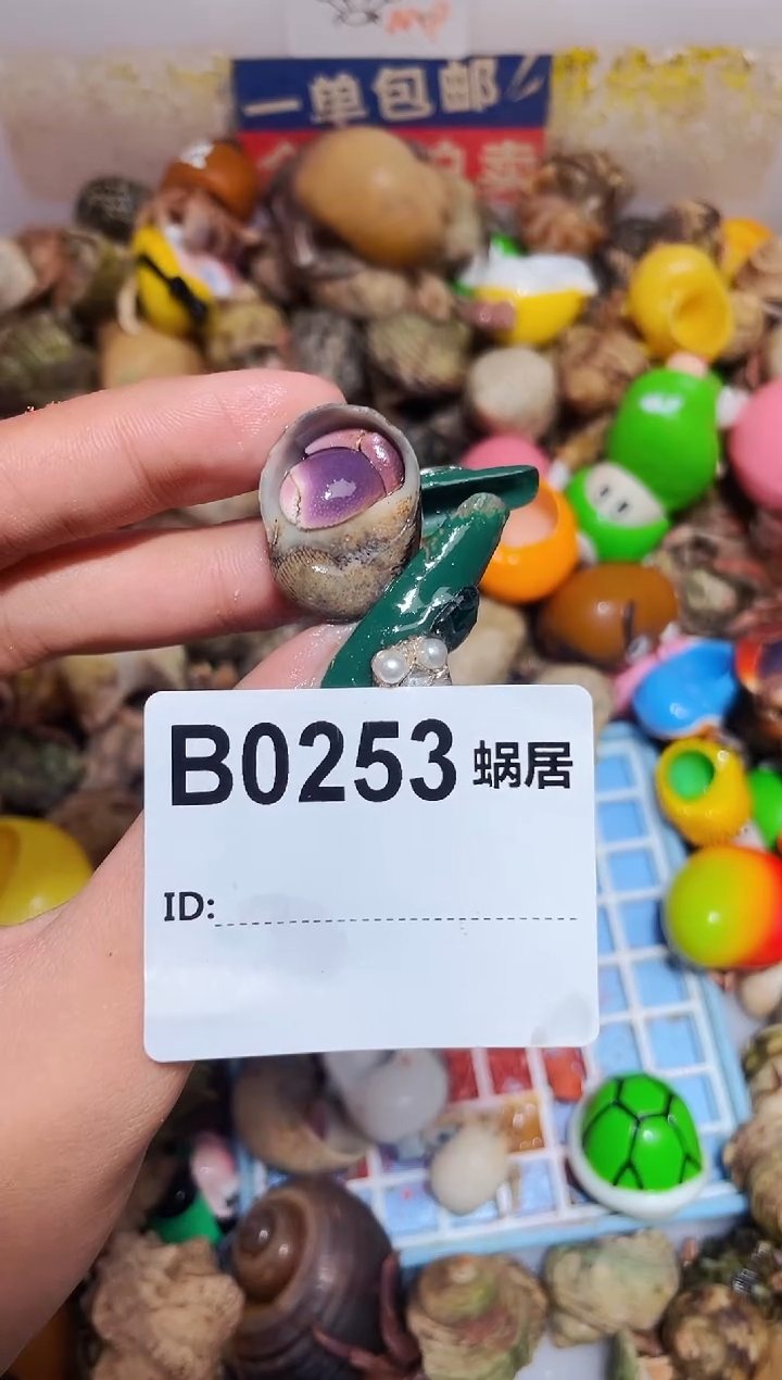 陌派甄选寄居蟹0253