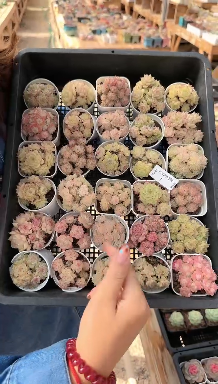 1211-01多肉量拍任意发其中一颗群生不包整