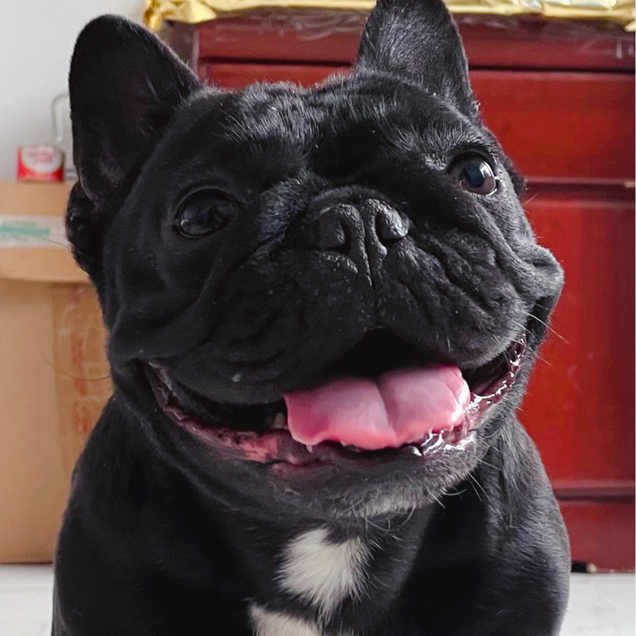 （小磊家法斗梵高）T狗狗活体