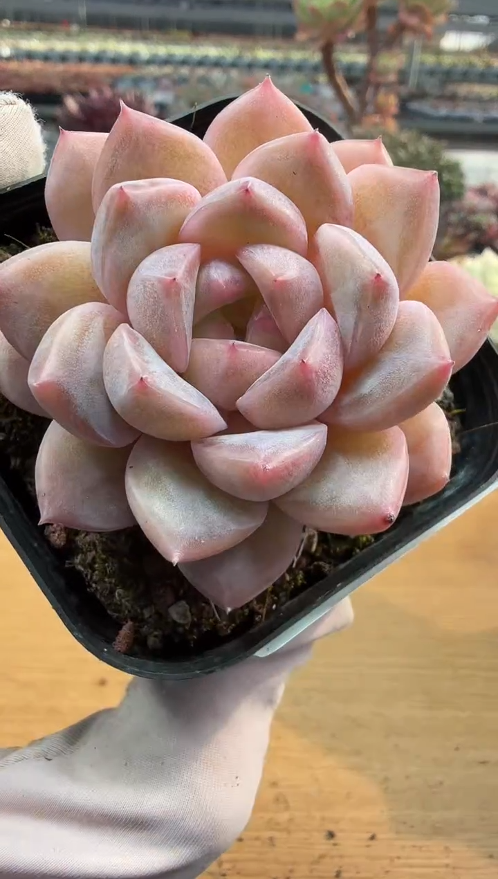 东云多肉园二店-248