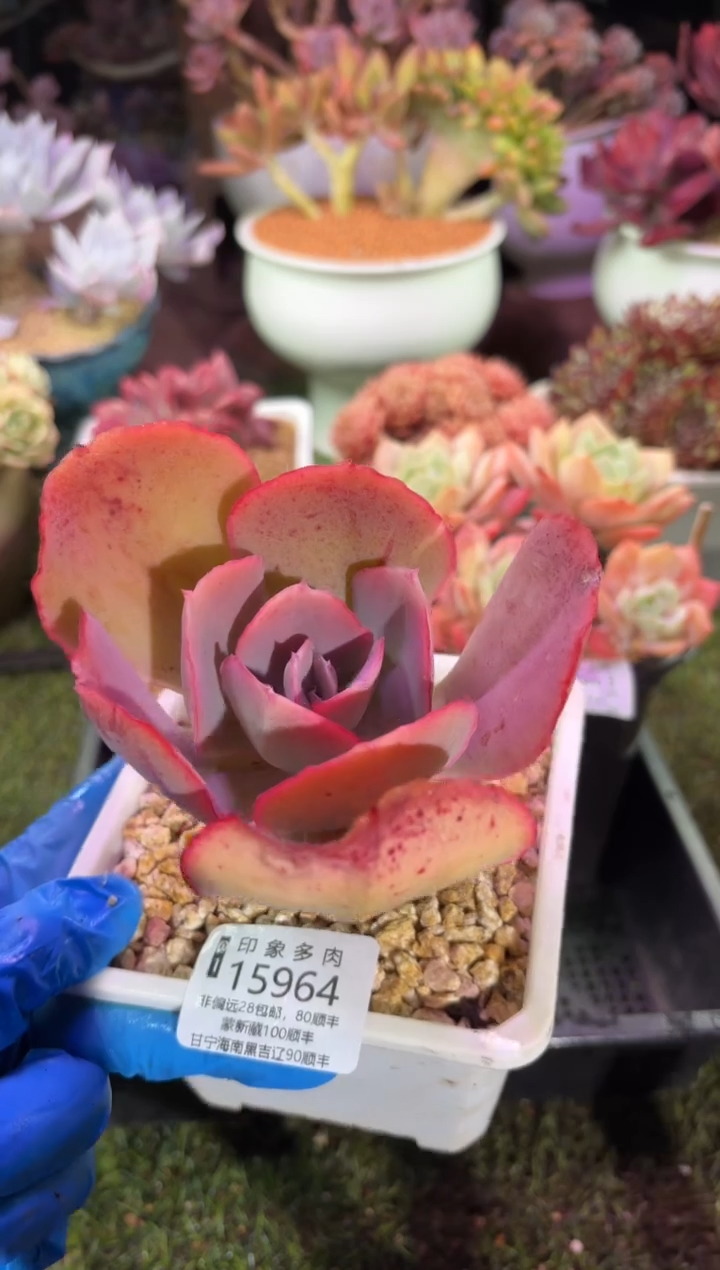 【闪购商品】15964